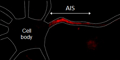 Picture of the axon initial segment of a neuron
